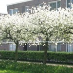 verhalen uit de Heesterbuurt, project van Huis van Duif